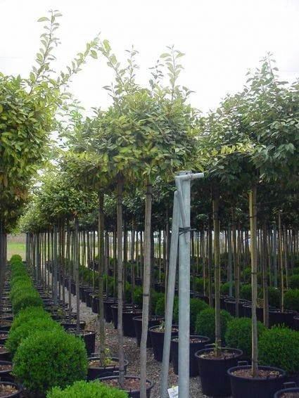 Bonte Olijfwilg Als Boom (Elaeagnus Ebbingei 'Limelight') 3 Bonte Olijfwilg Als Boom (Elaeagnus Ebbingei 'Limelight')