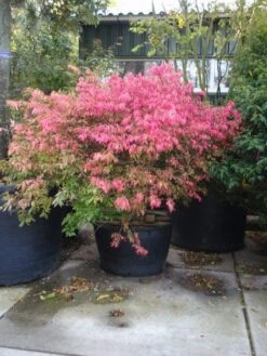 Kardinaalshoed (Euonymus Alatus) -Planten Verkoopwinkel 20101213160900 55 11