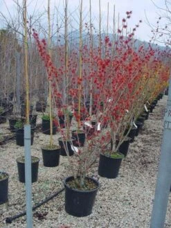 Toverhazelaar (Hamamelis Intermedia 'Diane') -Planten Verkoopwinkel 20101215122825 45 9