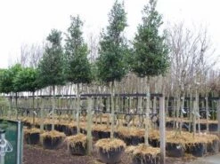 Hulst Als Boom (Ilex 'Nellie R. Stevens') -Planten Verkoopwinkel 20101215170614 8