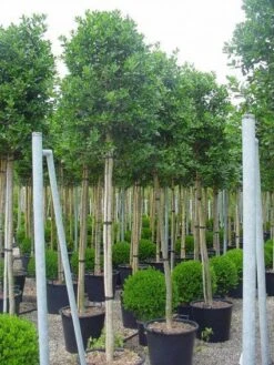 Hulst Als Boom (Ilex 'Nellie R. Stevens') -Planten Verkoopwinkel 20101215170645 8