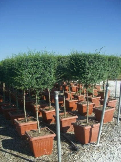 Liguster Op Stam (Ligustrum Delavayanum, Kubus) 4 Liguster Op Stam (Ligustrum Delavayanum, Kubus) - Afbeelding 2