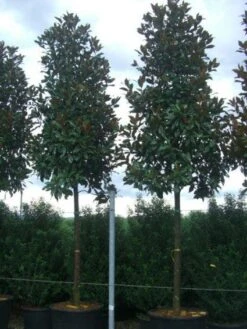 Beverboom (Magnolia Grandiflora 'Gallissoniere') -Planten Verkoopwinkel 20101217144659 9