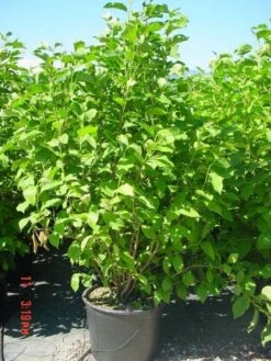 Nieuwe uitgaven -Planten Verkoopwinkel 20101217150826 9