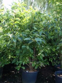 Beverboom (Magnolia Soulangeana) -Planten Verkoopwinkel 20101217150923 10