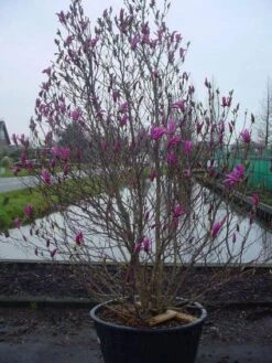 Beverboom, Struik (Magnolia Susan) -Planten Verkoopwinkel 20101217151122 10