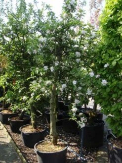 Appelboom (Malus Domestica ) -Planten Verkoopwinkel 20101217164407 5