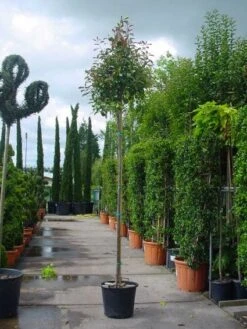 Planten Verkoopwinkel -Planten Verkoopwinkel 20101220152203 9