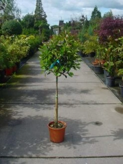 Glansmispel Op Stam (Photinia Fraseri 'Red Robin') -Planten Verkoopwinkel 20101220153441 5