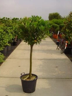 Laurierkers Op Stam (Prunus Laurocerasus 'Otto Luyken') -Planten Verkoopwinkel 20101221104726 2 1