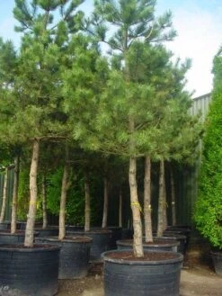 Oostenrijkse Den Als Boom (Pinus Nigra Nigra) -Planten Verkoopwinkel 20101221121215 16