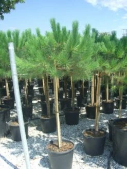 Parasolden Op Stam (Pinus Pinea) -Planten Verkoopwinkel 20101221123737 4