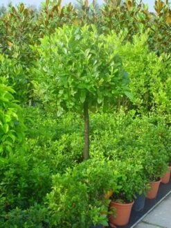 Laurierkers Op Stam (Prunus Laurocerasus 'Otto Luyken') -Planten Verkoopwinkel 20101221161627 2