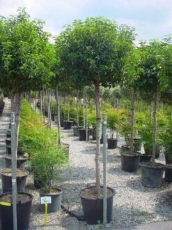 Portugese Laurier Op Stam (Prunus Lusitanica 'Angustifolia') -Planten Verkoopwinkel 20101221164022 5 1