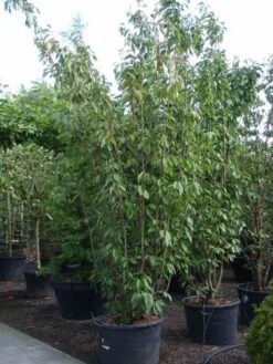 Sierkers, Struikvorm (Prunus Serrulata 'Kanzan') -Planten Verkoopwinkel 20101224132249 9