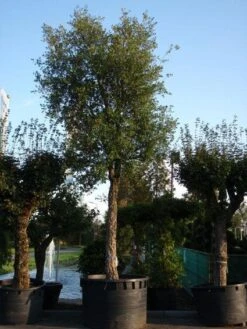 Kurkeik (Quercus Suber) -Planten Verkoopwinkel 20101227162131 9