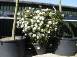 Rhododendron (Rhododendron 'Cunningham White') -Planten Verkoopwinkel 20101227172754 8