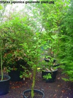 Storaxboom (Styrax Japonica)