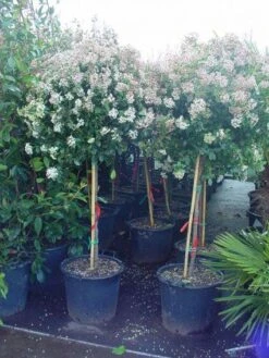 Sneeuwbal Op Stam (Viburnum Tinus 'Eve Price') -Planten Verkoopwinkel 20110102183216 4