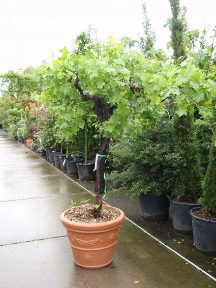 Druif, Op Stam (Vitis Vinifera) 3 Druif, Op Stam (Vitis Vinifera)