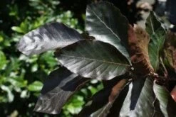 Rode Beuk Als Leiboom (Fagus Sylvatica 'Atropurpurea') 5 Rode Beuk Als Leiboom (Fagus Sylvatica 'Atropurpurea') -Planten Verkoopwinkel 20110105103954 7