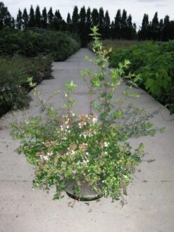 Abelia (Abelia Grandiflora) -Planten Verkoopwinkel 20110214170632 9