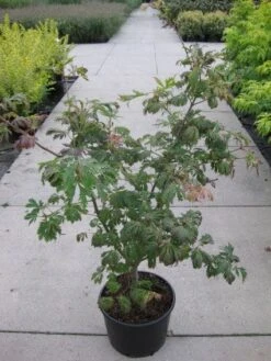 Japanse Esdoorn (Acer Japonicum 'Aconitifolium') -Planten Verkoopwinkel 20110214171717 10 1