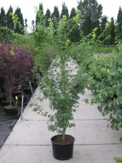 Planten Verkoopwinkel -Planten Verkoopwinkel 20110215150938 4