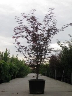 Japanse Esdoorn (Acer Palmatum 'Fireglow') 21 Japanse Esdoorn (Acer Palmatum 'Fireglow') -Planten Verkoopwinkel 20110215151240 11