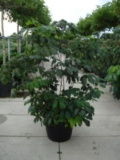 Herfstpaardenkastanje (Aesculus Parviflora) -Planten Verkoopwinkel 20110215154403 8