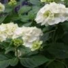 Hortensia (Hydrangea 'Endless Summer The Bride') -Planten Verkoopwinkel 20110622190216 2