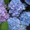 Hortensia (Hydrangea 'Endless Summer' Blauw) -Planten Verkoopwinkel 20110702112219 2