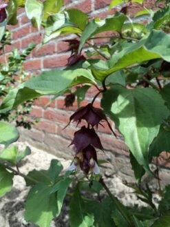 Fazantenbes (Leycesteria Formosa 'Purple Rain') -Planten Verkoopwinkel 20110709132428 2