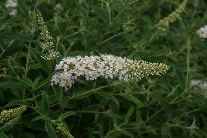 Vlinderstruik (Buddleja Davidii 'White Profusion') 4 Vlinderstruik (Buddleja Davidii 'White Profusion') - Afbeelding 2
