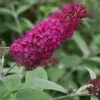 Vlinderstruik (Buddleja 'Miss Ruby') -Planten Verkoopwinkel 20120123135252 1