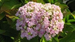 Seringhortensia (Hydrangea Macrophylla 'Ayesha') -Planten Verkoopwinkel 20120202134706 2