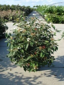 Sneeuwbal (Viburnum Plicatum 'Watanabe') -Planten Verkoopwinkel 20120213095627 8