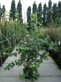 Sneeuwbal (Viburnum Opulus 'Roseum') -Planten Verkoopwinkel 20120213095949 9 1