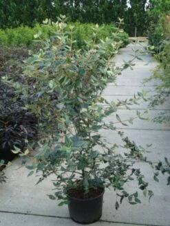 Sneeuwbal (Viburnum Burkwoodii) -Planten Verkoopwinkel 20120213100608 14