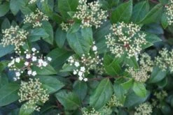 Groenblijvende Sneeuwbal (Viburnum Tinus 'Eve Price') -Planten Verkoopwinkel 20120213144628 50 10