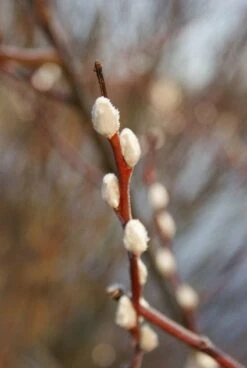 Treurwilg Op Stam (Salix Caprea 'Kilmarnock') -Planten Verkoopwinkel 20120213144740 6