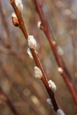 Treurwilg Op Stam (Salix Caprea 'Kilmarnock') -Planten Verkoopwinkel 20120213144757 6