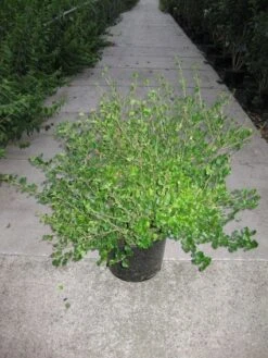 Dwerg Sering (Syringa Meyeri 'Palibin') -Planten Verkoopwinkel 20120213153136 6