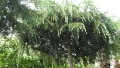 Ceder Als Dakboom (Cedrus Deodara 'Pendula') -Planten Verkoopwinkel 20120213162209 3