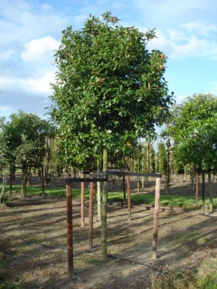 Glansmispel Als Boom (Photinia Fraseri 'Red Robin') 9 Glansmispel Als Boom (Photinia Fraseri 'Red Robin') - Afbeelding 7