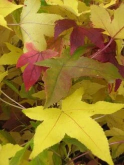 Amberboom Op Stam (Liquidambar 'Gum Ball') -Planten Verkoopwinkel 20120214133125 2