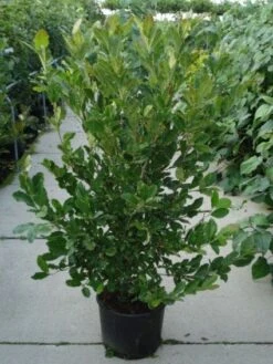 Stermagnolia (Magnolia Stellata) -Planten Verkoopwinkel 20120214143817 13