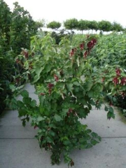 Fazantenbes (Leycesteria Formosa 'Purple Rain') -Planten Verkoopwinkel 20120215131611 2