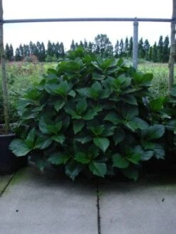 Seringhortensia (Hydrangea Macrophylla 'Ayesha') -Planten Verkoopwinkel 20120215134722 2 1