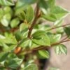 Dwergmispel (Cotoneaster Franchetii) -Planten Verkoopwinkel 20120216092723 3